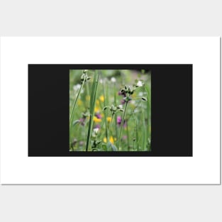 Lightness of Being - Early summer meadow flowers Posters and Art